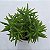 Sedum Lineare verde - Muda de Suculenta no tamanho de vaso 06. - Imagem 2