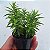 Sedum Lineare verde - Muda de Suculenta no tamanho de vaso 06. - Imagem 1