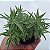 Sedum Lineare Variegata - Muda de Suculenta no tamanho de vaso 06. - Imagem 4