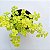 Sedum Makinoi Amarelo - Muda de Suculenta no tamanho de vaso 06. - Imagem 1