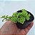 Sedum Makinoi  verde - Muda de Suculenta no tamanho de vaso 06. - Imagem 1