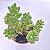 Sedum Redi Berry - Muda de Suculenta no tamanho de vaso 06. - Imagem 5