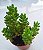 Sedum Redi Berry - Muda de Suculenta no tamanho de vaso 06. - Imagem 3