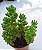 Sedum Redi Berry - Muda de Suculenta no tamanho de vaso 06. - Imagem 4