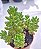 Sedum Redi Berry - Muda de Suculenta no tamanho de vaso 06. - Imagem 2