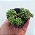 Sedum Little Gem - Muda de Suculenta no tamanho de vaso 06. - Imagem 2