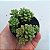 Sedum Little Gem - Muda de Suculenta no tamanho de vaso 06. - Imagem 3