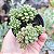 Sedum Little Gem - Muda de Suculenta no tamanho de vaso 06. - Imagem 4