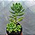 Sedum Shangrila - Muda de Suculenta no tamanho de vaso 06. - Imagem 2