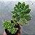 Sedum Shangrila - Muda de Suculenta no tamanho de vaso 06. - Imagem 1