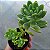 Sedum Shangrila - Muda de Suculenta no tamanho de vaso 06. - Imagem 3