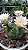 Cacto Flor Branca - Muda de Suculenta no tamanho de vaso 09. - Imagem 1