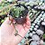 Crassula - Muda de Suculenta no tamanho de vaso 06. - Imagem 1