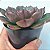 Echeveria Zoe - Imagem 3