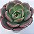 Echeveria Zoe - Imagem 2