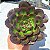 Echeveria  Rauber - Muda de Suculenta COMPACTA no tamanho de vaso 13. - Imagem 1