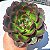 Echeveria  Rauber - Muda de Suculenta COMPACTA no tamanho de vaso 13. - Imagem 2