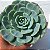 Echeveria Azulita - Muda de Suculenta COMPACTA no tamanho de vaso 09. - Imagem 2