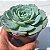 Echeveria Azulita - Muda de Suculenta COMPACTA no tamanho de vaso 09. - Imagem 1