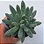 Dragon Claw- Muda de Suculenta COMPACTA no tamanho de vaso 09. - Imagem 2