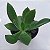 Echeveria Tinta - Muda de Suculenta COMPACTA no tamanho de vaso 09. - Imagem 1