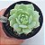 Echeveria Macadâmia - Muda de Suculenta COMPACTA no tamanho de vaso 09. - Imagem 1