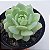 Echeveria Macadâmia - Muda de Suculenta COMPACTA no tamanho de vaso 09. - Imagem 2