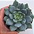 Echeveria Humberto Villa - Muda de Suculenta COMPACTA no tamanho de vaso 09. - Imagem 2