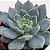 Echeveria Humberto Villa - Muda de Suculenta COMPACTA no tamanho de vaso 09. - Imagem 1