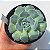 Echeveria Hialina Ice - Muda de Suculenta COMPACTA no tamanho de vaso 09. - Imagem 2