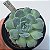 Echeveria Hialina Ice - Muda de Suculenta COMPACTA no tamanho de vaso 09. - Imagem 1