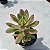 Echeveria Mini Blle Variegata - Muda de Suculenta COMPACTA no tamanho de vaso 09. - Imagem 2