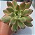 Echeveria Mini Blle Variegata - Muda de Suculenta COMPACTA no tamanho de vaso 09. - Imagem 1