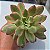 Echeveria Mini Blle Variegata - Muda de Suculenta COMPACTA no tamanho de vaso 09. - Imagem 3
