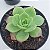 Graptoveria Jadeita - Muda de Suculenta COMPACTA no tamanho de vaso 09. - Imagem 2