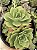 GRAPTOVÉRIA JADEITA - Planta Suculenta para Jardim - Imagem 2