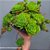 GRAPTOVÉRIA JADEITA - Planta Suculenta para Jardim - Imagem 1