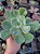 MACARON- Planta Suculenta Gibbiflora para Jardim - Imagem 2