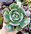 MACARON- Planta Suculenta Gibbiflora para Jardim - Imagem 4