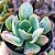 MACARON- Planta Suculenta Gibbiflora para Jardim - Imagem 5