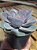 Perle - Muda de Suculenta COMPACTA no tamanho de vaso 11. - Imagem 3