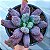 LÍNGUAS- Planta Suculenta Gibbiflora para Jardim - Imagem 9