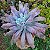 LÍNGUAS- Planta Suculenta Gibbiflora para Jardim - Imagem 1