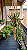 ORBEA VARIEGATA - FLOR DO TIGRE- Planta Suculenta para Jardim - Imagem 1