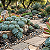 GLAUCA- Planta Suculenta para Jardim - Imagem 18