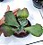 Suculenta BARBILION para Decoração Jardim - Imagem 2