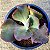 BUMPS- Planta Suculenta Gibbiflora para Jardim - Imagem 19
