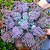BUMPS- Planta Suculenta Gibbiflora para Jardim - Imagem 1