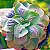 CARANCULATA - Planta para Jardins - Imagem 2