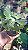 CARANCULATA - Planta para Jardins - Imagem 6